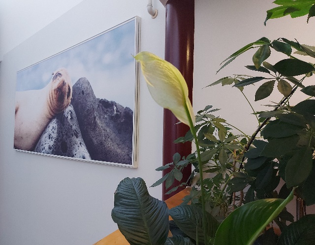 Valokuva Villa Afasian kodinomaisesta ympäristöstä.